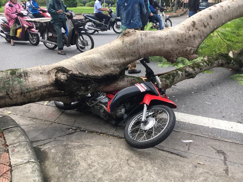 Cay- xanh- bat- ngo- bat- goc- de- bep- xe- may- n