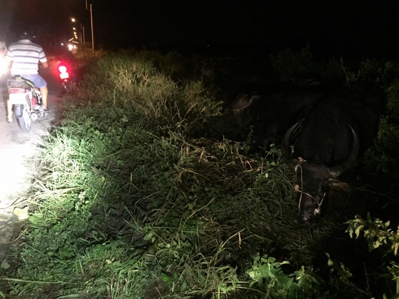 Con tr&acirc;u chạy xuống bờ ruộng