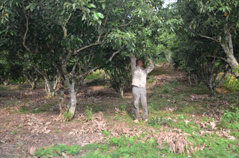 Gia-vai-thieu-Luc-Ngan-nam-nay-se-tang1