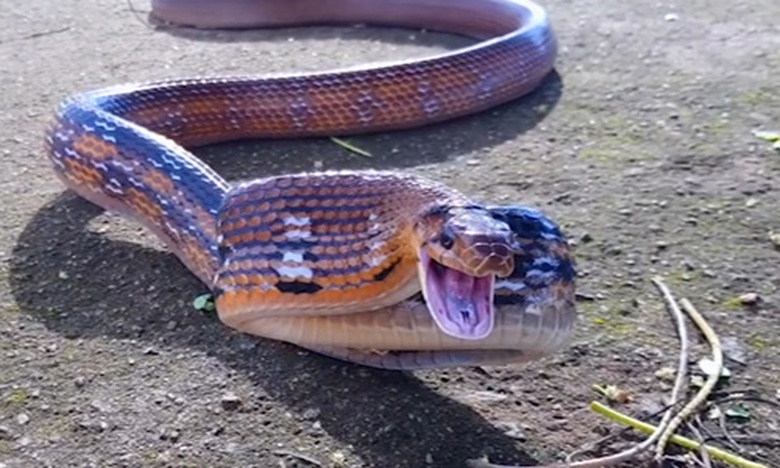 ranhongua2-1498925652_500x300