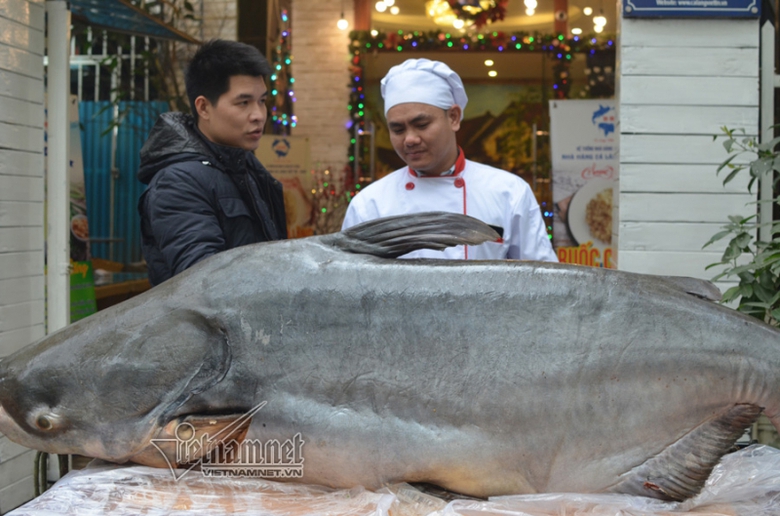 ca-tra-hon-1-ta-tu-campuchia-bay-ve-viet-nam-an-te