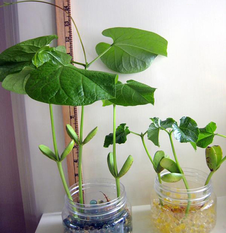 sohahatdauthanky-f113c