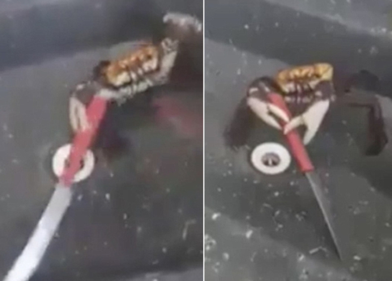 quai-la-cua-bien-cam-dao-chong-tra-dau-bep_2211249