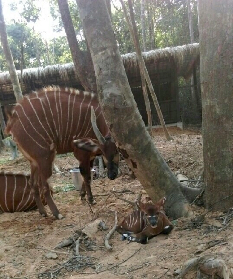 Linh duong Bongo sinh san tai Vinpearl Safari