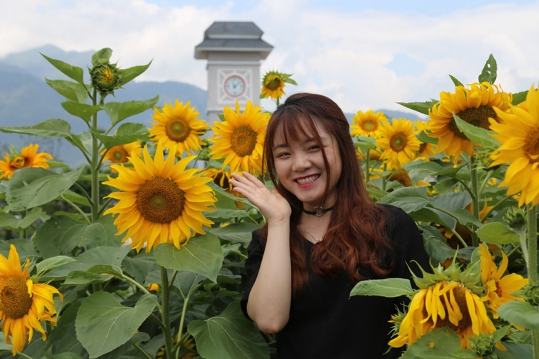 Hoa Hướng Dương Fansipan 2018 (38)