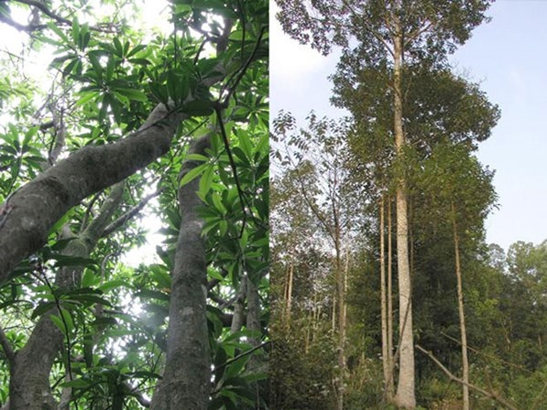 cay-go-mo-vang-tam_qihi