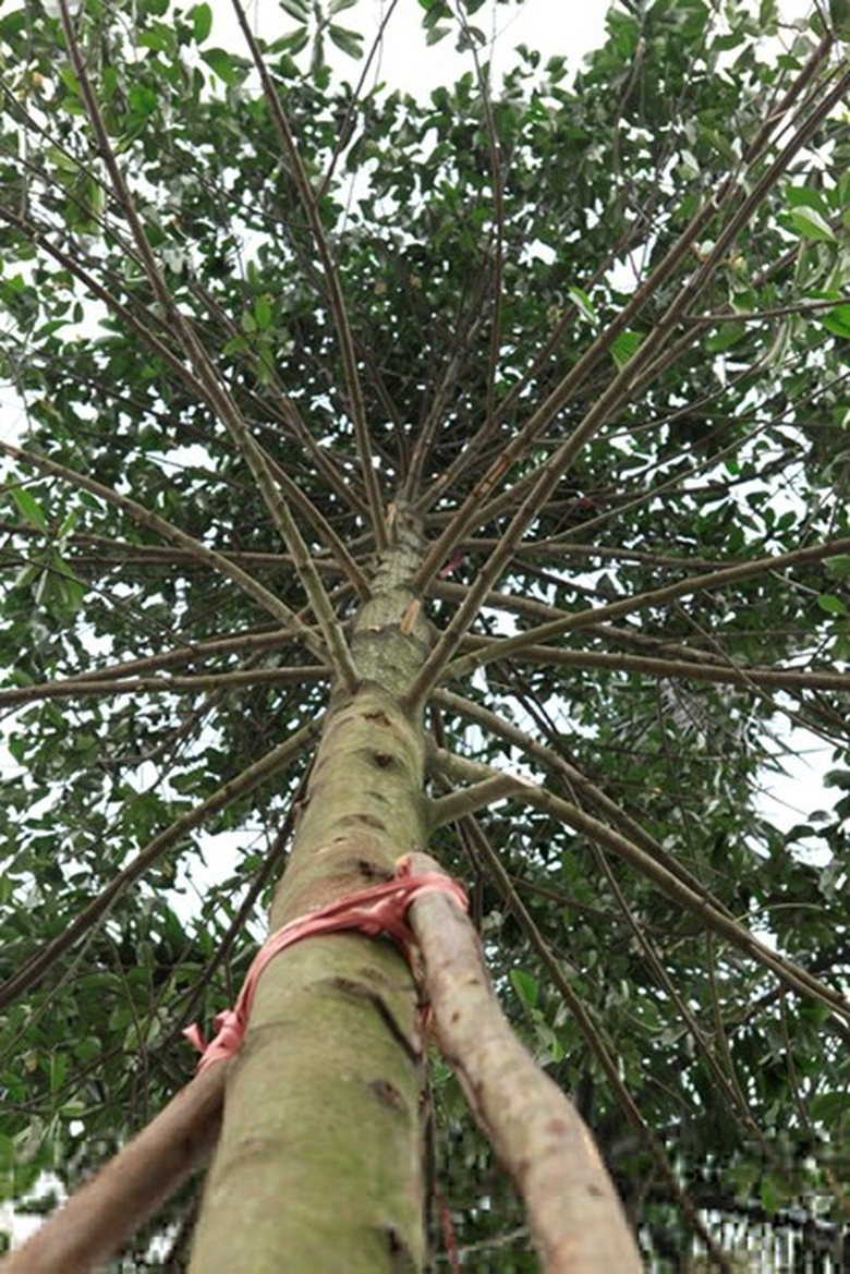 MMCT1_7__QKMD.JPG.ashx