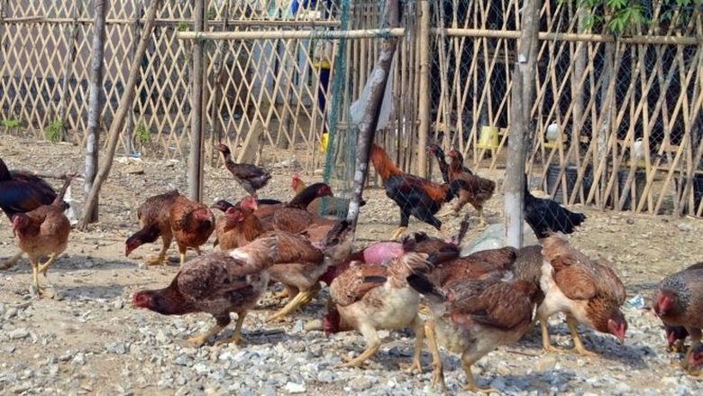 giang-bay-dien-chong-trom-ga-giat-chet-ke-trom-8-0