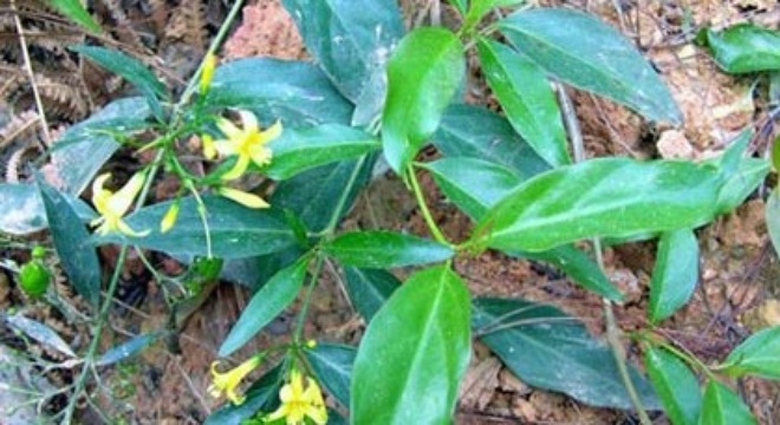 langon-1431678950259-58-0-287-450-crop-14316789688