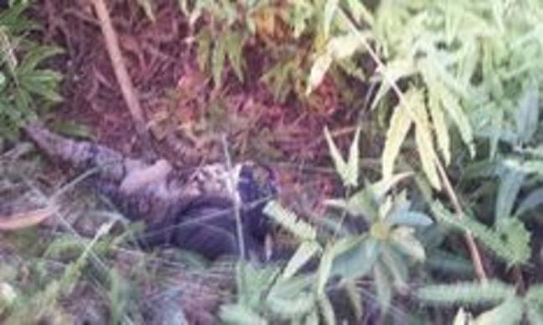 phat-hien-bo-xuong-nguoi-muc-rua-trong-bui-ram_266