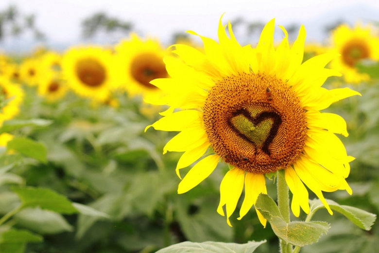 1-hoa-huong-duong-nghe-an