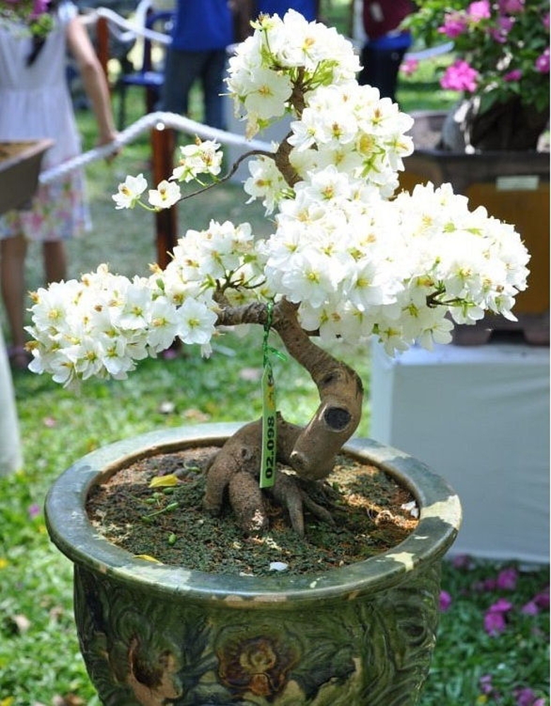 mach_ban_chon_qua_danh_tang_me_ngay_tet_3