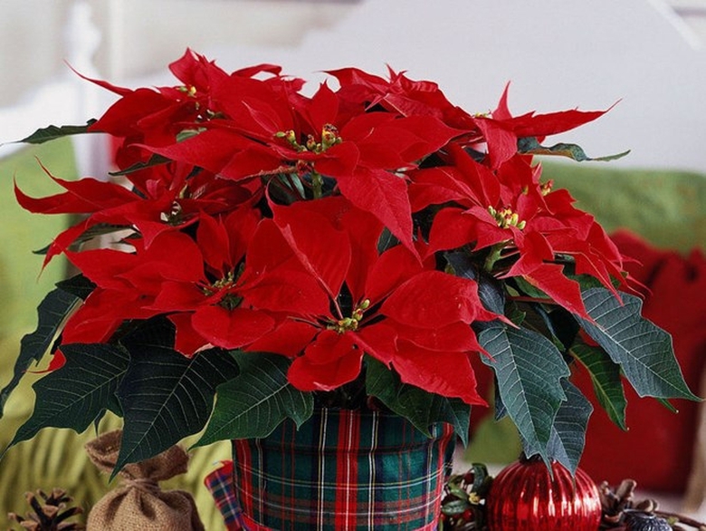 hoa-tet-2016-hoa-trang-nguyen