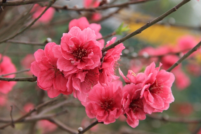 y_nghia_cua_cac_loai_hoa_ngay_tet_dung_trang_tri_n