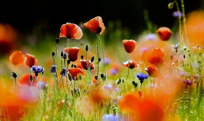 tu-vi-ngay-16-1-2016__35803_std