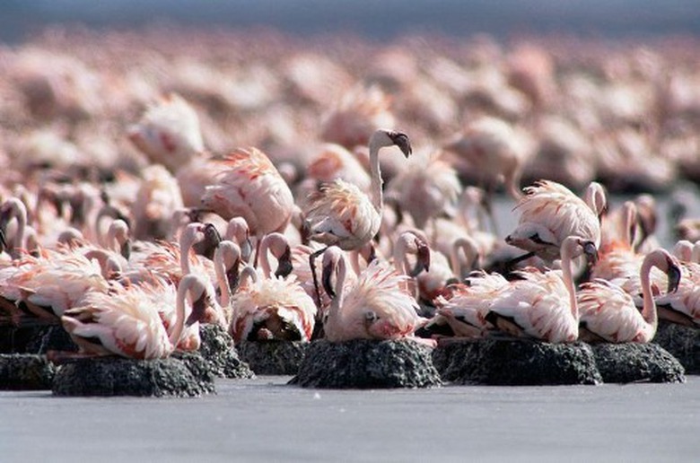 lake-natron-2-5-4949-1381486582