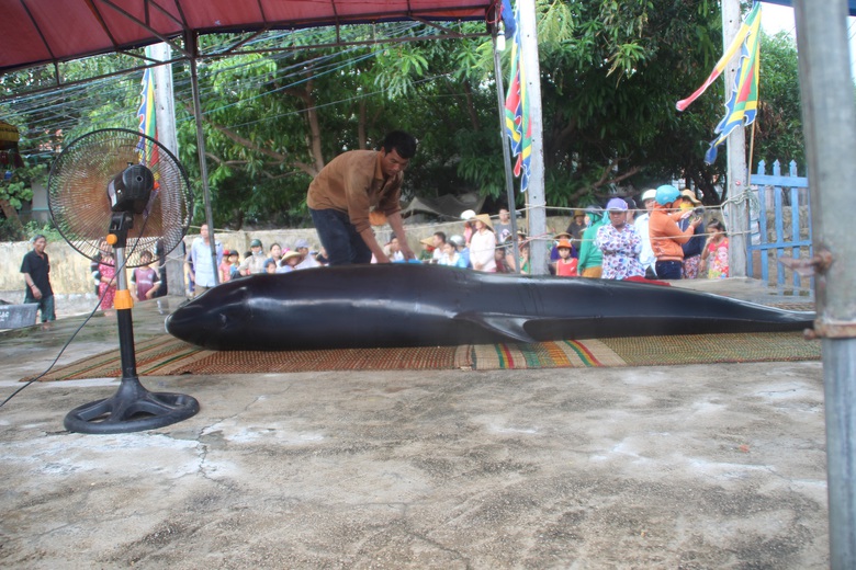 Ca-ong-700kg-dat-bo-2