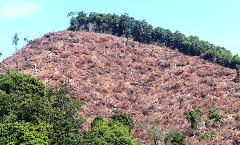 Hien-truong-tan-hoang-34ha-rung-bi-xoa-so-8