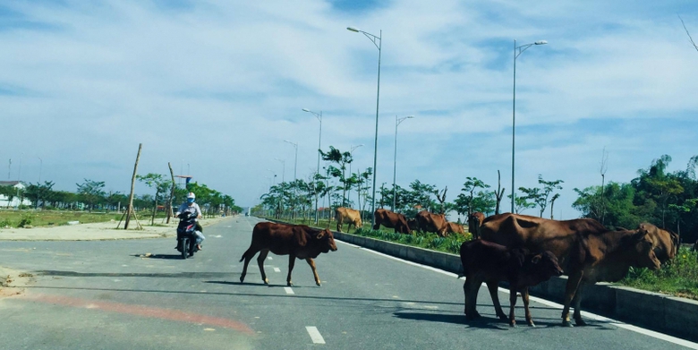 Bat-an-tap-doan-bo-tha-rong-vo-tu-dao-pho-1