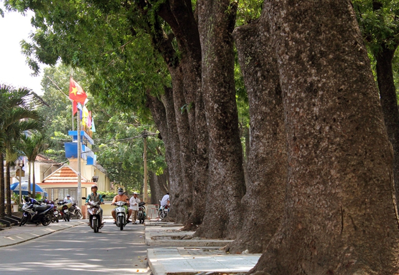 h&agrave;ng c&acirc;y cổ thụ tr&ecirc;n đường T&ocirc;n Đức Thắng