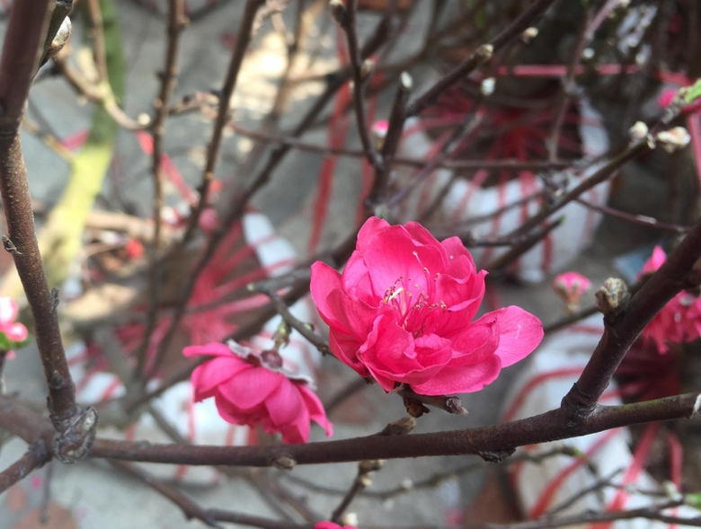 27946635_1615018728605629_12308655_o