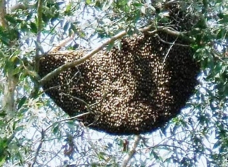 bi-dan-ong-chich-tui-bui-phai-chui-vao-luoigiang-c