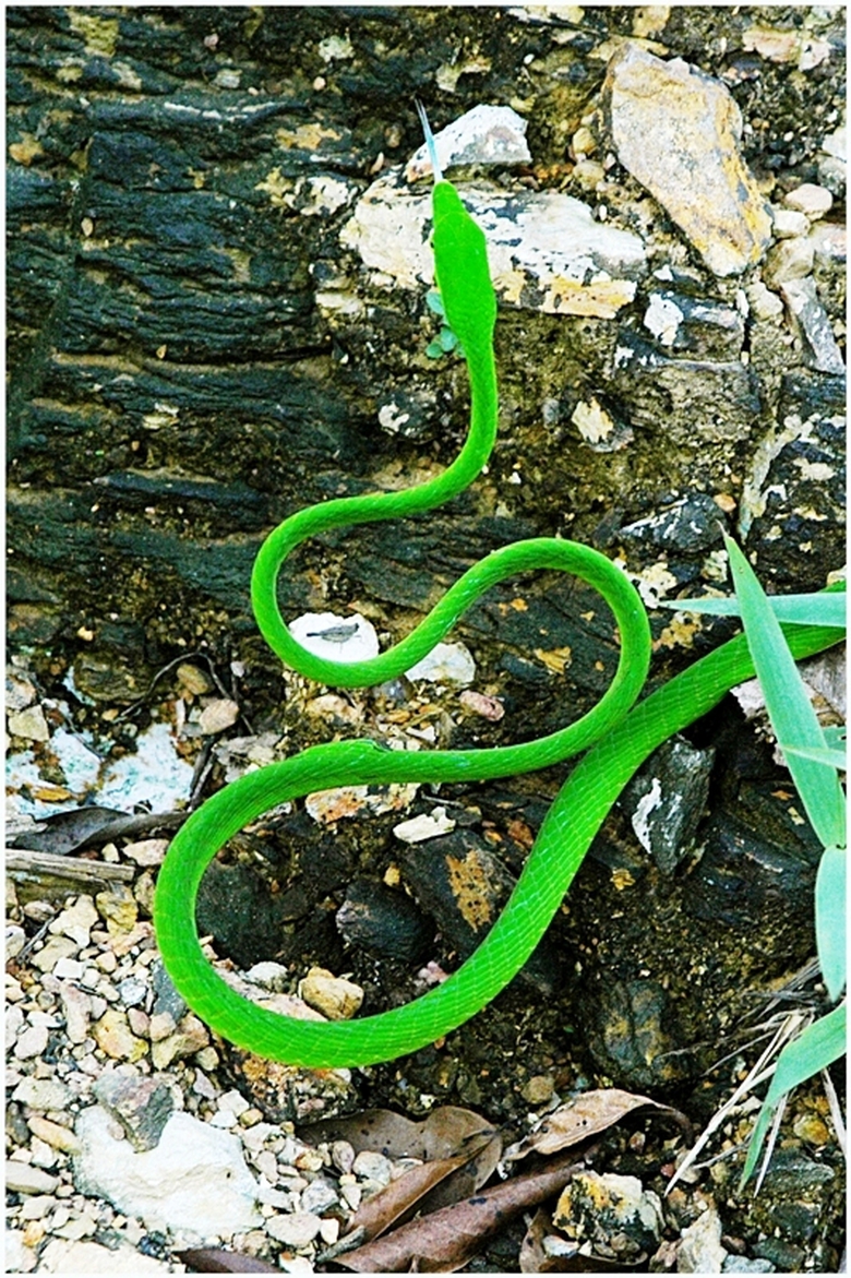 Ngắm c&aacute;c lo&agrave;i động vật chỉ c&oacute; ở Phong Nha- Kẻ B&agrave;ng