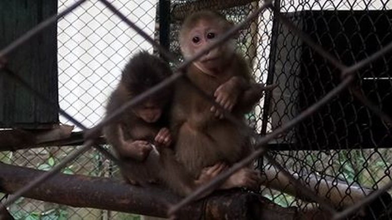 Quảng B&igrave;nh Đưa 9 c&aacute; thể động vật qu&yacute; hiếm về rừng 