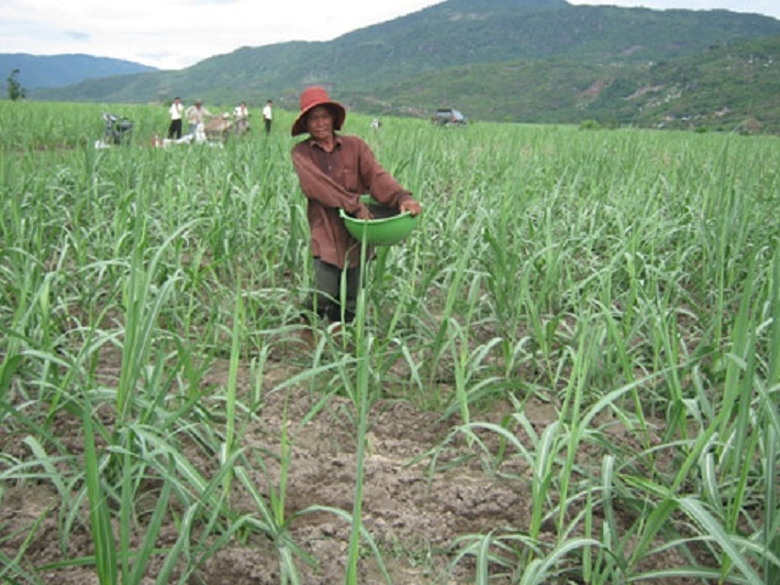 M&iacute;a đường NASU cấp ph&acirc;n b&oacute;n giả cho n&ocirc;ng d&acirc;n (2)