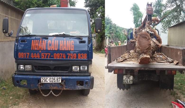 Trộm c&acirc;y mit