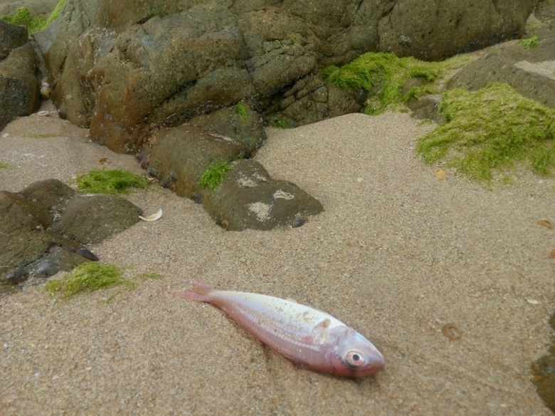 BIDV-de-xuat-giai-phap-von-cho-ngu-dan-4-tinh-bi-c