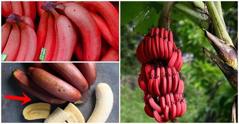 Chuối đỏ