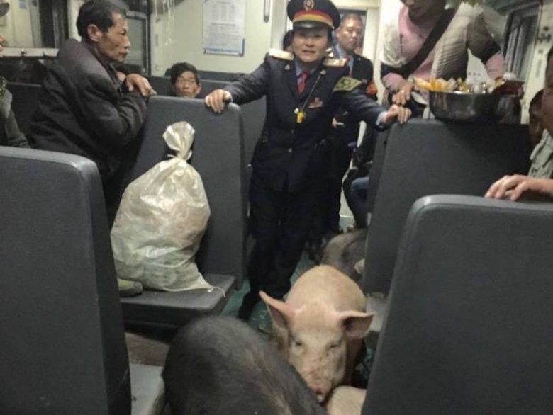 Nhân viên tàu đã đặc cách cho đàn lợn le