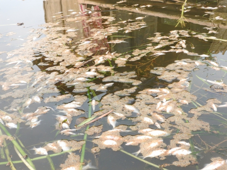 Vụ- c&aacute;- chết- h&agrave;ng- loạt- L&atilde;nh- đạo -tỉnh- Thanh- 