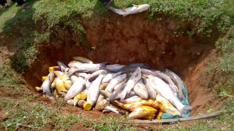 C&aacute;- nu&ocirc;-i tr&ecirc;n- s&ocirc;ng- Bưởi- lại- tiếp- tục- chết- 