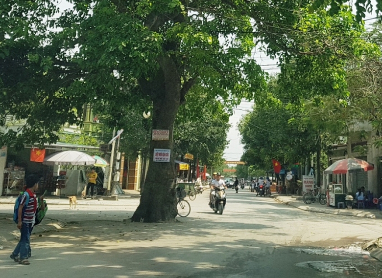 Kỳ -lạ- 2 -c&acirc;y- cổ- thụ- &aacute;n- ngữ- giữa- ng&atilde;- tư- đ