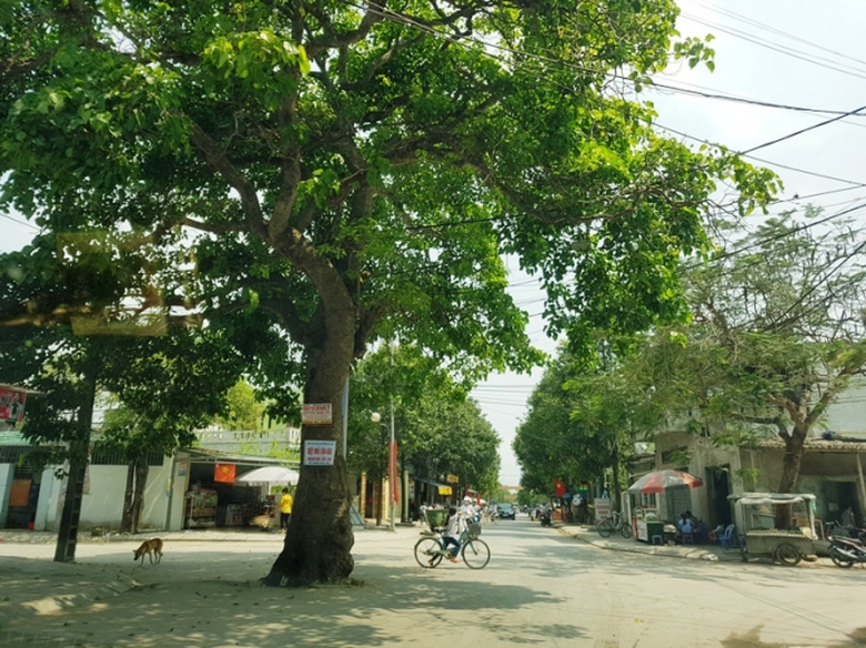 Kỳ -lạ- 2 -c&acirc;y- cổ- thụ- &aacute;n- ngữ- giữa- ng&atilde;- tư- đ