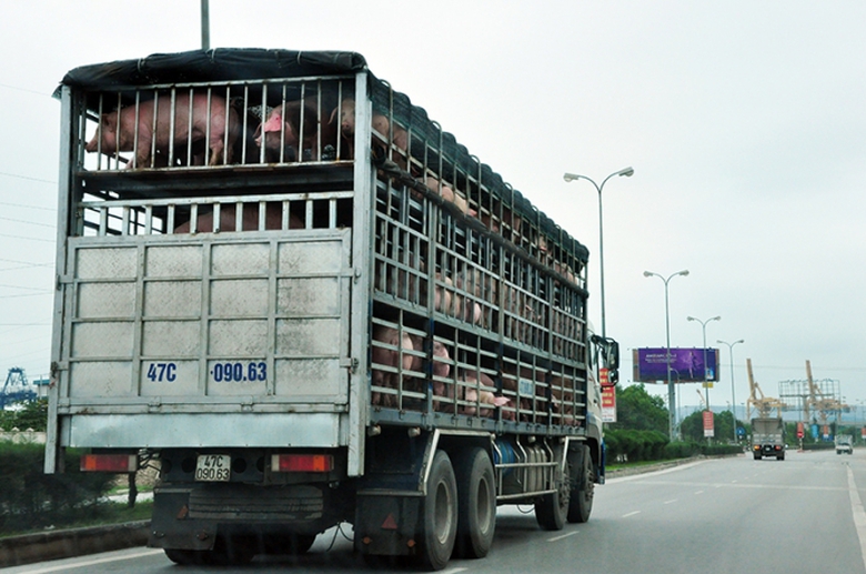 xe chở heo của c&aacute;c thương l&aacute;i miền Nam đang đổ ra 
