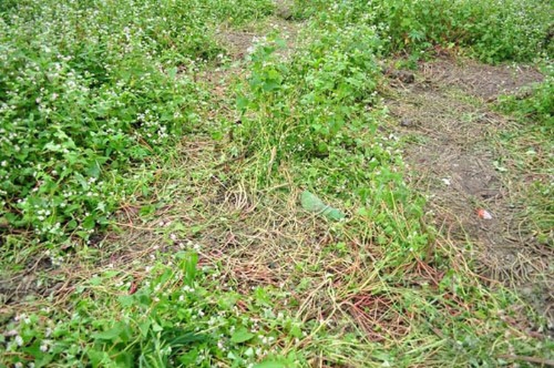 dam-nat-hoa-tam-giac-mach-bao-dan-viet-1448959864