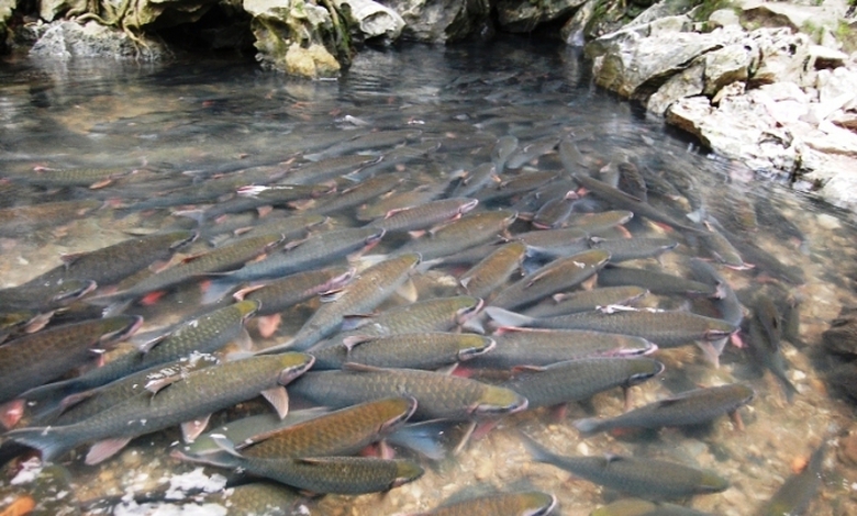 Suối c&aacute; thần Cẩm Thủy