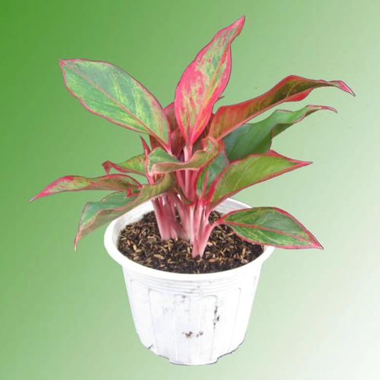 C&acirc;y Ph&uacute; Qu&yacute;