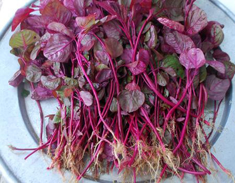 rau dền c&oacute; bổ m&aacute;u với b&ecirc;nh nh&acirc;n sốt xuất huyết