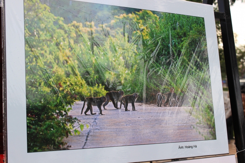 no-nuc-xem-trien-lam-anh-rung-sinh-thai-son-tra-ta