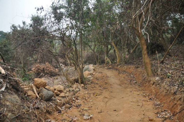 rung-son-tra-bi-tan-pha-nghim-trong-de-doa-an-toan