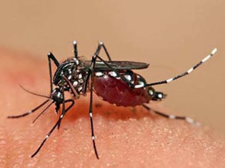 thuc-hu-viec-muoi-truyen-virut-zika-xuat-hein-tai-