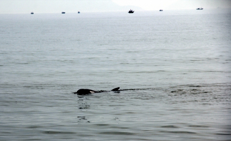 ung-cuu-ca-heo-nang-gan-200-kg-troi-dat-vao-bien-d