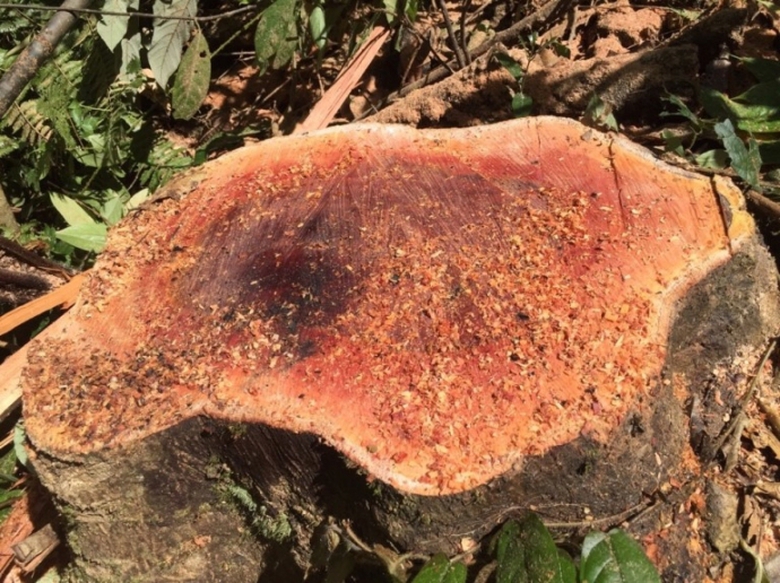 ph&aacute; rừng (1)