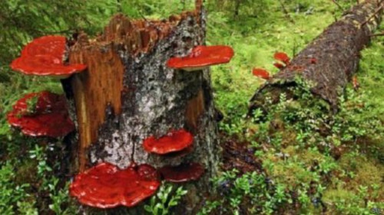 cac-loai-nam-lim-xanh-rung-tu-nhien-Tien-Phuoc-500