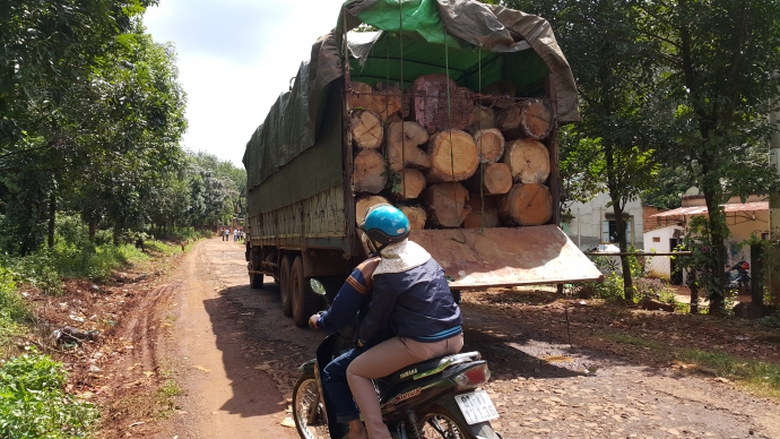 cướp gỗ Gia LAi