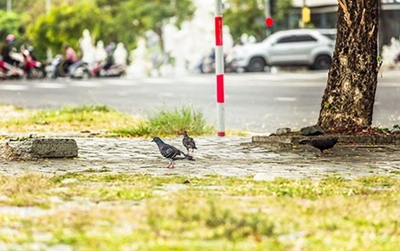 tieng chim trong thanh pho